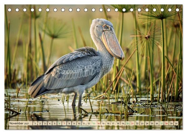 Produktbild: Schuhschnabel Vogel (Tischkalender 2027 DIN A5 quer), CALVENDO Monatskalender