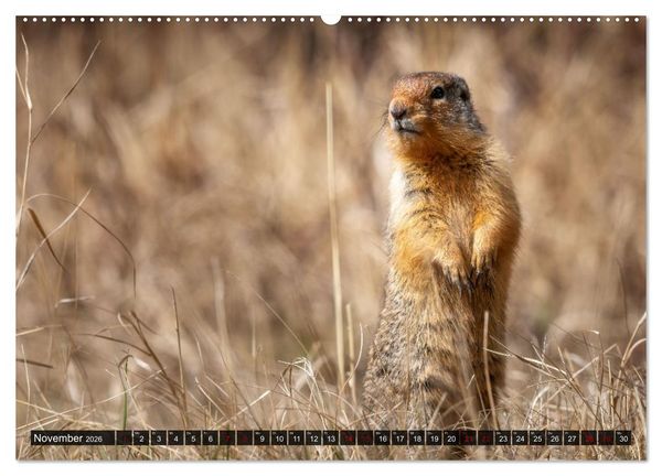 Produktbild: Wildtierkalender (hochwertiger Premium Wandkalender 2026 DIN A2 quer), Kunstdruck in Hochglanz