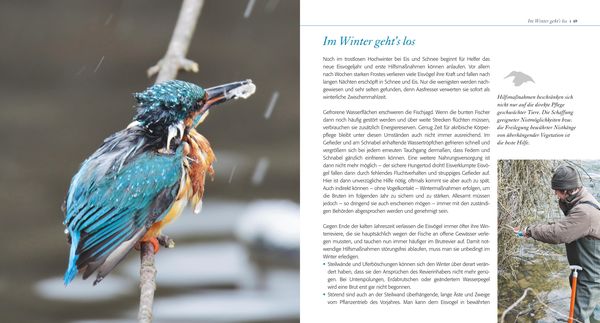 Produktbild: Eisvogel ganz nah