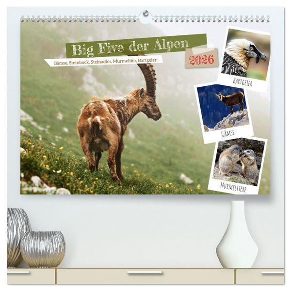 Produktbild: Big Five der Alpen G&auml;mse, Steinbock, Murmeltier, Steinadler, Bartgeier (hochwertiger Premium Wandkalender 2026 DIN A2 quer), Kunstdruck in Hochglanz