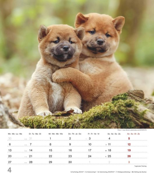 Produktbild: Niedliche Hundekinder 2026 - Wand-Kalender - Tier-Kalender - 30x34