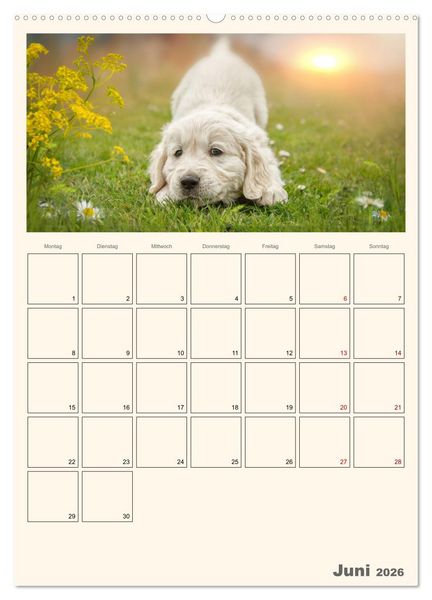 Produktbild: Zauberhafte Golden Retriever (hochwertiger Premium Wandkalender 2026 DIN A2 hoch), Kunstdruck in Hochglanz