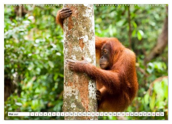Produktbild: Orang-Utans - Menschen des Regenwaldes (Wandkalender 2027 DIN A2 quer), CALVENDO Monatskalender