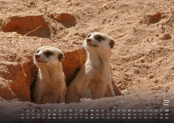 Produktbild: Erdm&auml;nnchen &ndash; Kleine W&auml;chter, gro&szlig;e Abenteuer! - 2027 - Kalender DIN A2