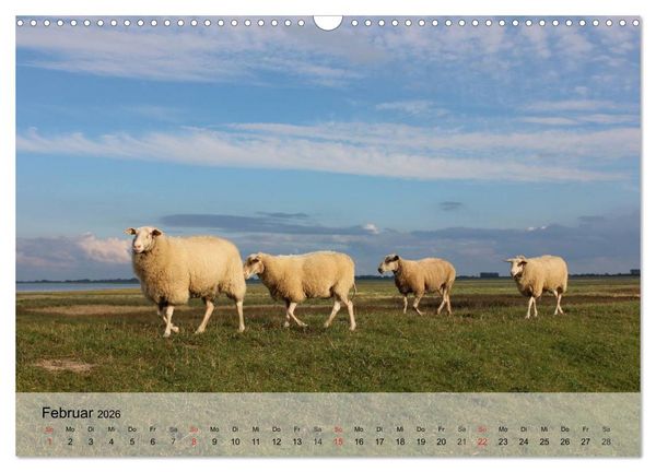 Produktbild: Schafe z&auml;hlen leicht gemacht! (Wandkalender 2026 DIN A3 quer), CALVENDO Monatskalender