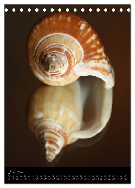 Produktbild: Muscheln und Schnecken (Tischkalender 2026 DIN A5 hoch), CALVENDO Monatskalender
