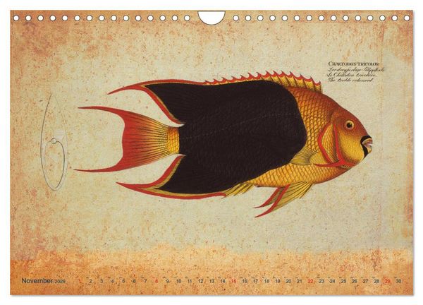 Produktbild: Antike Fischillustrationen nach Marcus Elieser Bloch (Wandkalender 2026 DIN A4 quer), CALVENDO Monatskalender