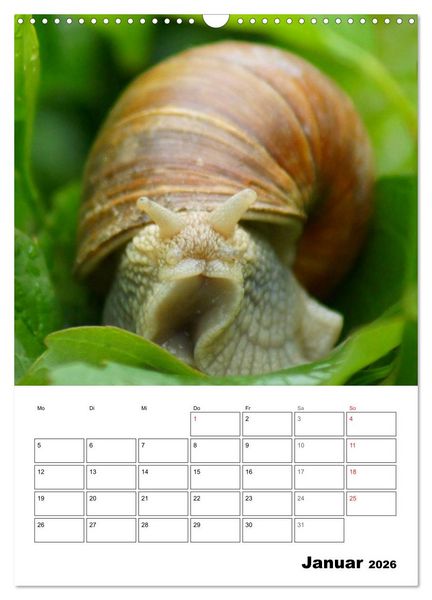 Produktbild: Die geheimnisvolle Welt der Schnecken (Wandkalender 2026 DIN A3 hoch), CALVENDO Monatskalender