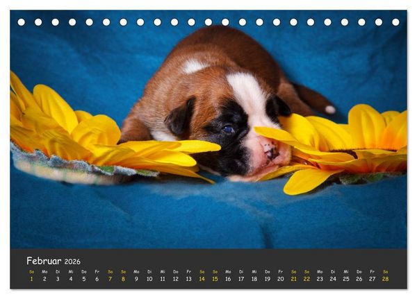 Produktbild: Wenn ich gro&szlig; bin werd' ich Boxer (Tischkalender 2026 DIN A5 quer), CALVENDO Monatskalender