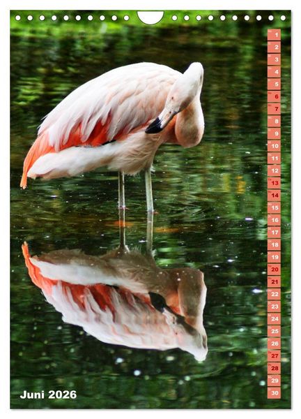 Produktbild: Rosarote Flamingo (Wandkalender 2026 DIN A4 hoch), CALVENDO Monatskalender