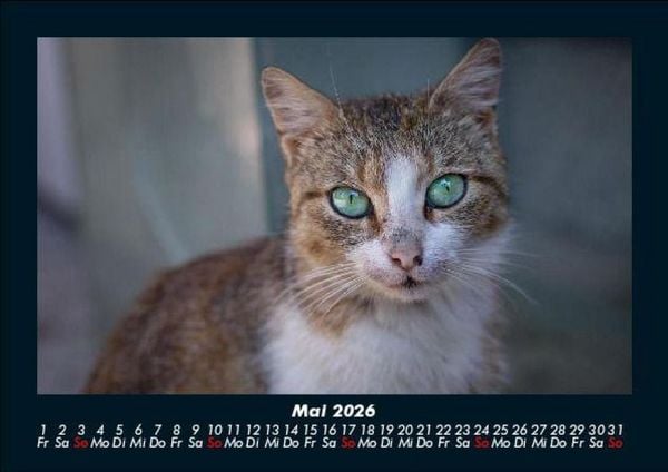 Produktbild: F&uuml;r Katzenfreunde 2026 Fotokalender DIN A5