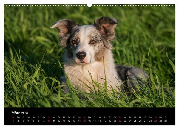 Produktbild: Border Collies (hochwertiger Premium Wandkalender 2026 DIN A2 quer), Kunstdruck in Hochglanz