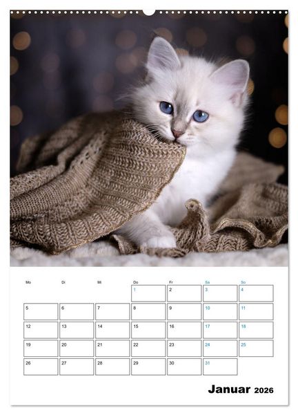 Produktbild: Heilige Birma Kitten - s&uuml;&szlig;e kleine Flauschb&auml;llchen (hochwertiger Premium Wandkalender 2026 DIN A2 hoch), Kunstdruck in Hochglanz