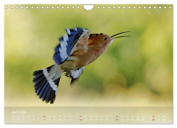 Produktbild: Wiedehopf (Wandkalender 2026 DIN A4 quer), CALVENDO Monatskalender