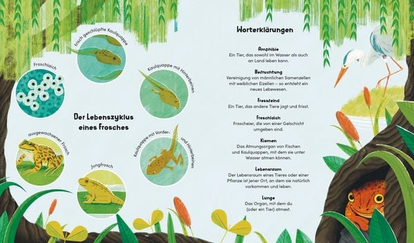 Produktbild: Aus klein wird gro&szlig;. So w&auml;chst ein Frosch