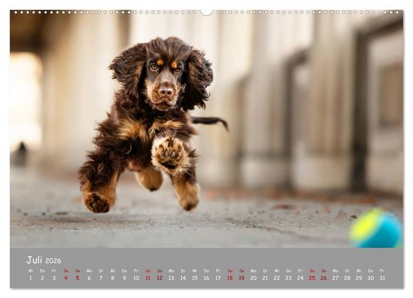 Produktbild: Elvis ein Engl. Cocker Spaniel wird Gro&szlig; (Wandkalender 2026 DIN A2 quer), CALVENDO Monatskalender