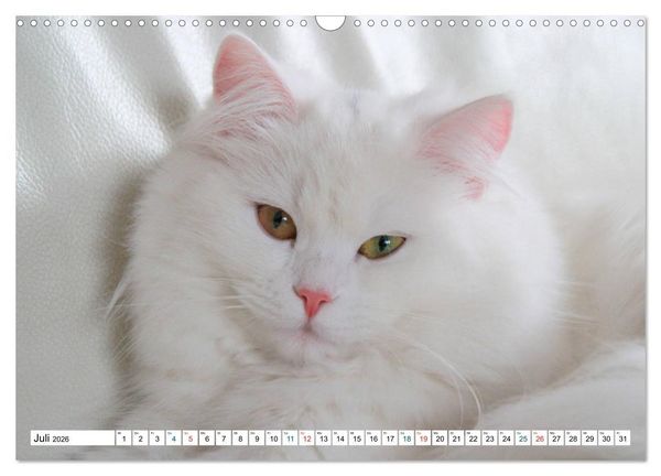 Produktbild: Die Perserkatze - Farbschlag Wei&szlig; (Wandkalender 2026 DIN A3 quer), CALVENDO Monatskalender