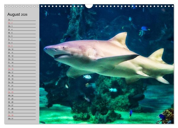 Produktbild: Haie (Wandkalender 2026 DIN A3 quer), CALVENDO Monatskalender