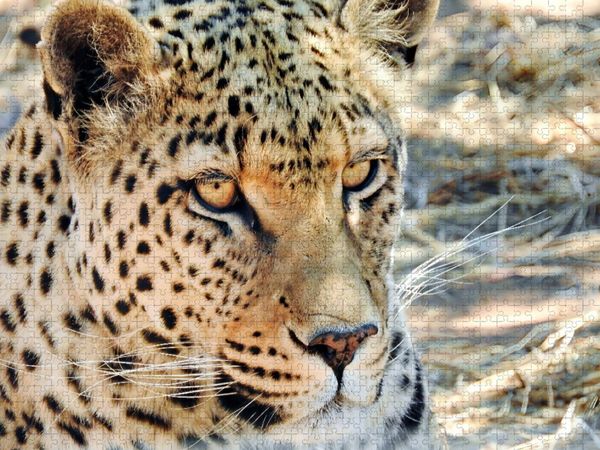 Produktbild: CALVENDO Puzzle Leopard in der Kalahari | 1000 Teile Lege-Gr&ouml;&szlig;e 64x48cm Foto-Puzzle f&uuml;r gl&uuml;ckliche Stunden