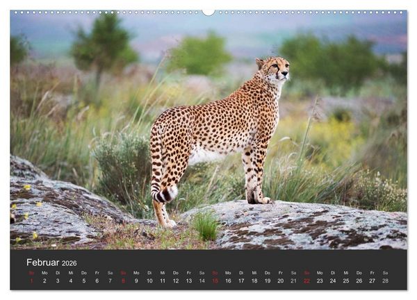 Produktbild: Geparden. Die eleganten Katzen. (hochwertiger Premium Wandkalender 2026 DIN A2 quer), Kunstdruck in Hochglanz