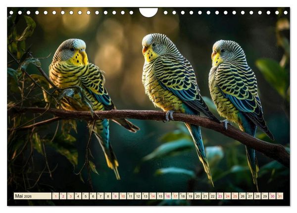 Produktbild: Wellensittiche farbenfroh und munter (Wandkalender 2026 DIN A4 quer), CALVENDO Monatskalender