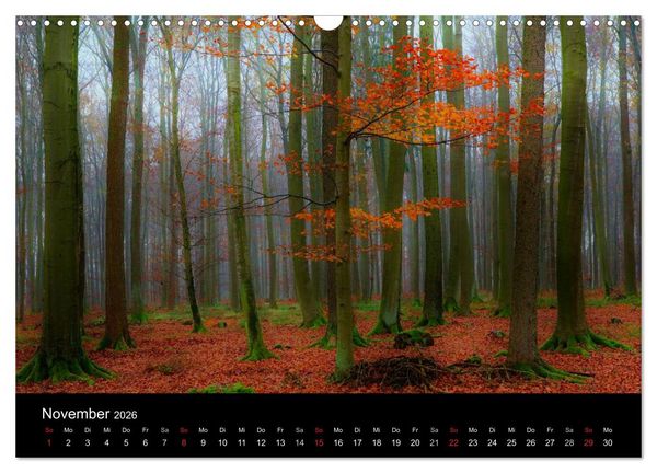 Produktbild: Faszination Wald. Waldimpressionen aus Nordhessen von Lutz Klapp (Wandkalender 2026 DIN A3 quer), CALVENDO Monatskalender