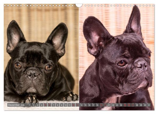 Produktbild: French Bully&acute;s - Gro&szlig;e Sch&auml;tze auf kleinen Pfoten (Wandkalender 2026 DIN A3 quer), CALVENDO Monatskalender