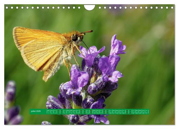Produktbild: La vie de nos prairie, les papillons (Calendrier mural 2026 DIN A4 vertical), CALVENDO calendrier mensuel