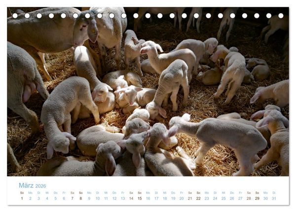 Produktbild: Mit Schafen durch das Jahr (Tischkalender 2026 DIN A5 quer), CALVENDO Monatskalender
