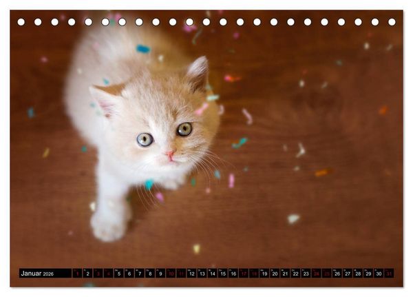 Produktbild: Niedliche BKH Katzenkinder (Tischkalender 2026 DIN A5 quer), CALVENDO Monatskalender