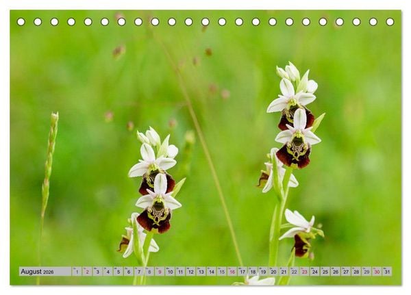 Produktbild: Orchideenwiese 2026 (Tischkalender 2026 DIN A5 quer), CALVENDO Monatskalender