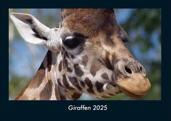 Produktbild: Giraffen 2025 Fotokalender DIN A4