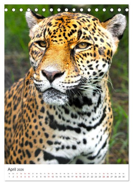 Produktbild: Leoparden - Die Beute im Visier. (Tischkalender 2026 DIN A5 hoch), CALVENDO Monatskalender