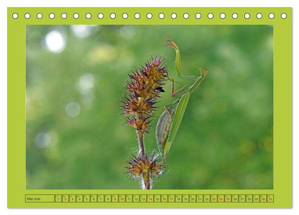 Produktbild: Die Gottesanbeterin Mantis Religiosa (Tischkalender 2026 DIN A5 quer), CALVENDO Monatskalender