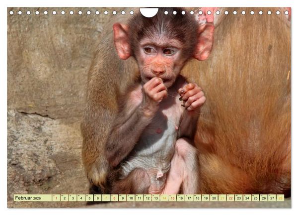 Produktbild: Affen - Affenkinder (Wandkalender 2026 DIN A4 quer), CALVENDO Monatskalender