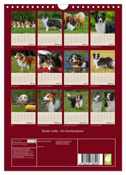 Produktbild: Border Collie - Ein Familienplaner (Wandkalender 2026 DIN A4 hoch), CALVENDO Monatskalender