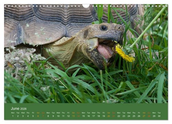 Produktbild: African spurred tortoises (Wall Calendar 2026 DIN A3 landscape), CALVENDO 12 Month Wall Calendar