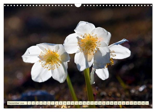 Produktbild: Meine sch&ouml;nsten Alpenblumen (Wandkalender 2026 DIN A3 quer), CALVENDO Monatskalender