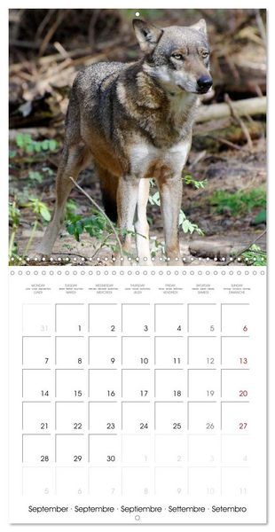 Produktbild: Wolves - fascinating wild animals (Wall Calendar 2026 12 &times; 12 Inch) CALVENDO 12 Month Wall Calendar