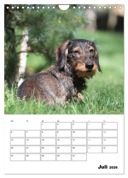 Produktbild: Geliebte Rabauken - Rauhaardackel (Wandkalender 2026 DIN A4 hoch), CALVENDO Monatskalender