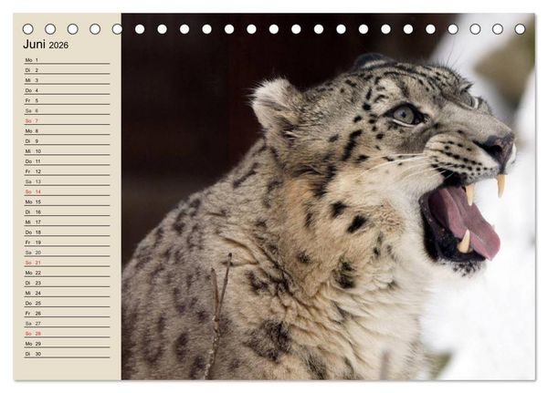 Produktbild: Schneeleoparden. Geschmeidige Gebirgsj&auml;ger (Tischkalender 2026 DIN A5 quer), CALVENDO Monatskalender
