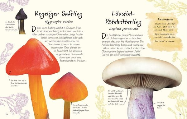 Produktbild: Wundervolle Welt &ndash; Kleine Sch&auml;tze. Pilze