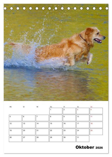 Produktbild: Gl&uuml;cklicher Golden Retriever (Tischkalender 2026 DIN A5 hoch), CALVENDO Monatskalender