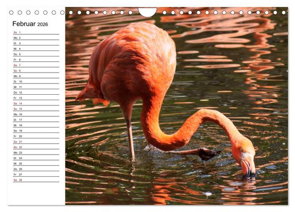Produktbild: Elegante Flamingo (Wandkalender 2026 DIN A4 quer), CALVENDO Monatskalender