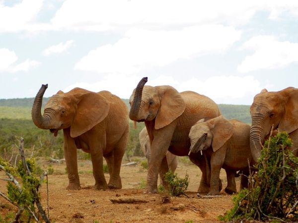 Produktbild: CALVENDO Puzzle Ein Motiv aus dem Kalender African Elephants in Addo | 1000 Teile Lege-Gr&ouml;&szlig;e 64x48cm Foto-Puzzle f&uuml;r gl&uuml;ckliche Stunden