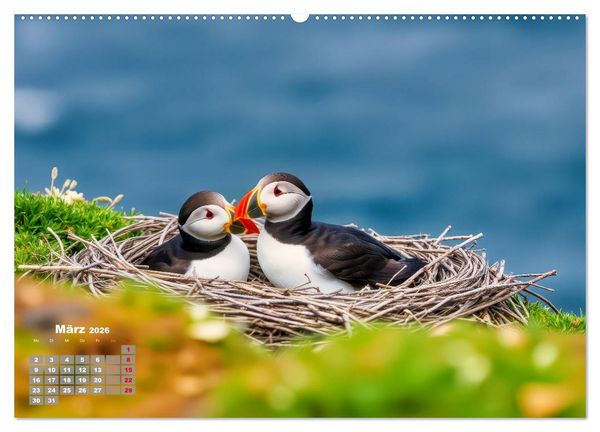 Produktbild: Tieftaucher Papageitaucher (hochwertiger Premium Wandkalender 2026 DIN A2 quer), Kunstdruck in Hochglanz