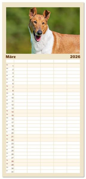 Produktbild: Familienplaner 2026 - Ein Freund f&uuml;rs Leben - Smooth Collie mit 5 Spalten (Wandkalender, 21 x 45 cm) CALVENDO