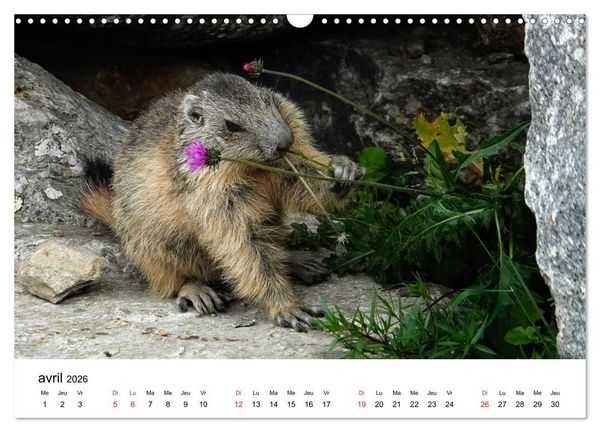Produktbild: Le monde des marmottes en Haute Maurienne (Calendrier mural 2026 DIN A3 vertical), CALVENDO calendrier mensuel