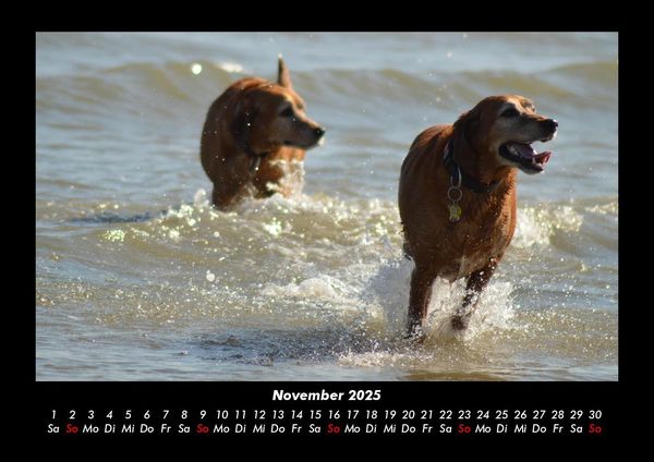 Produktbild: Hunde 2025 Fotokalender DIN A3