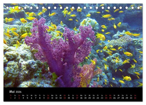 Produktbild: Rotes Meer - Unterwasserimpressionen (Tischkalender 2026 DIN A5 quer), CALVENDO Monatskalender